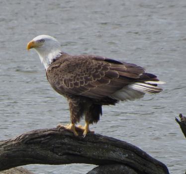Bald Eagle Heritage Park 4_23_2015